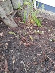 IMG_20201112_105702.jpg