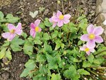 IMG_20201115_101728.jpg