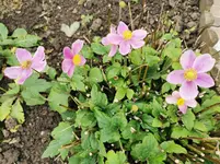 IMG_20201115_101728.webp