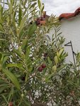 IMG_20201103_101138.jpg
