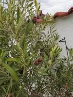 IMG_20201103_101138.webp