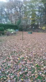 Wald.webp