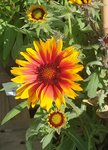 20201116_060125.jpg