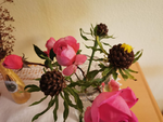 IMG_20201116_122746.png