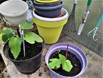 IMG_20201116_120514_5.jpg