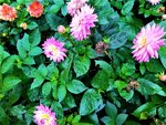 IMG_20201101_151610_1.jpg