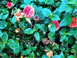 IMG_20201101_151600_1.jpg