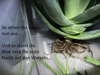 4.webp