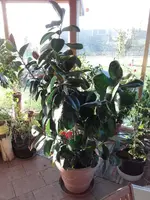 IMG-20171031-WA0008.webp