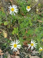 IMG_20201106_161301.webp