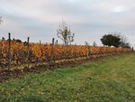 IMG_20201112_153939.jpg