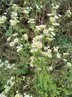 IMG_20201106_161838.webp