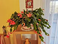 IMG_20201118_123736.webp