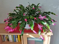 IMG_20201118_123848.webp