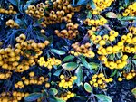 IMG_20201118_152303_1.jpg