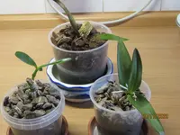 Orchideen Ableger.webp