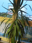 Palme.JPG