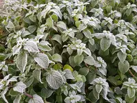 IMG-20201121-WA0012.webp