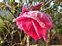 DSCF4276 (2).webp