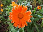 DSCF4277 (2).JPG