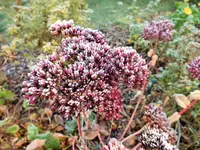DSCF4278 (2).webp