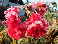 DSCF4282 (2).webp