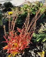 IMG_20201121_095752.webp