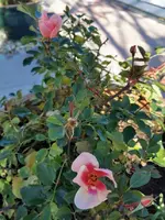 IMG_20201121_095812.webp