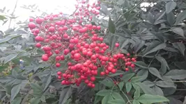 DSC_1527.webp