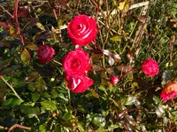 DSC01371.JPG