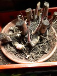 20201117_172222.jpg