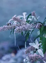 image004.webp