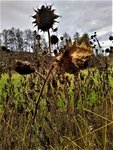 IMG_20201122_152338_3.jpg