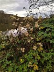 IMG_20201122_153132_3.jpg