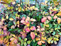 IMG_20201122_145742.jpg