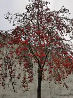 IMG_20201123_151732.webp