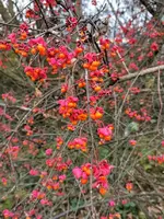 IMG_20201123_155612.webp
