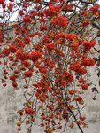 IMG_20201123_151702.jpg