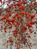 IMG_20201123_151702.webp