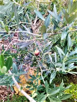 IMG_20201124_094041_1.webp
