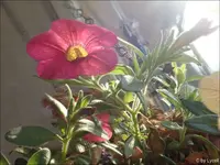 c022.webp
