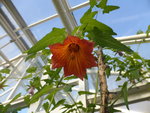 P1040137Kanarenglockenblume.JPG
