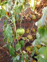 P1020197Malachitschatulle.webp