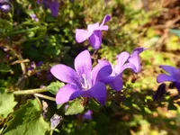P1020200Glockenblume.webp