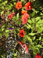 P1020202Minipetunien.webp
