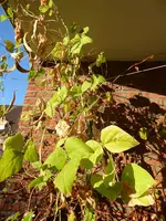 P1020203Feuerbohnen.webp