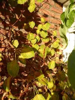 P1020204Kletterhortensie.webp