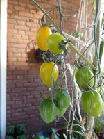 P1020205Gelbe Chinesische Coctailtomate.webp
