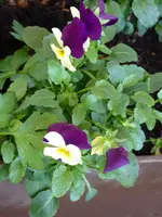 P1020206Hornveilchen.webp