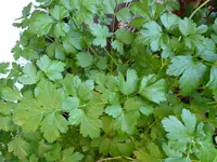 P1020209Petersilie.webp